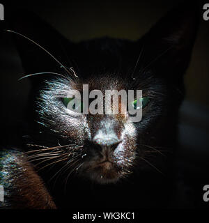 A close-up tight portrait of a shiny black cat with emerald green eyes enjoys sunlight indoors, staring directly at the camera. Stock Photo