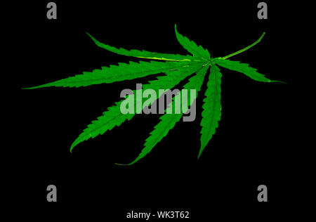 Green medicinal plant cannabis leaf at black background close up Stock Photo