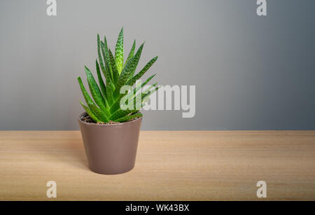 Aloe Vera plant in brown flower pot on wooden furniture against grey wall. Stock Photo