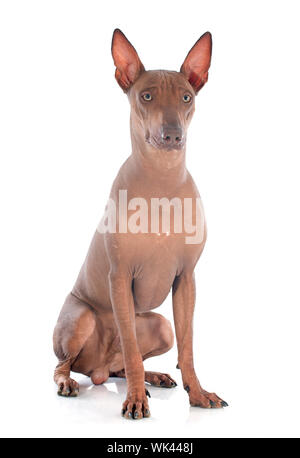 peruvian dog in front of white background Stock Photo