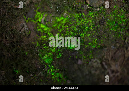 luminous moss pixelmon