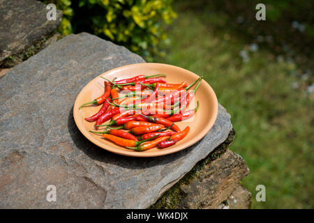 Plate Of Chillies drying in the sun Stock Photo