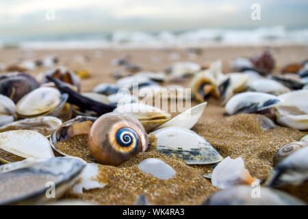 Colorful Circular Seashell in Foreground of Scattered Shells on Tunisian Beach - Tunis, Tunisia Stock Photo