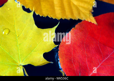 Colorful fall leaves floating in blue water Stock Photo