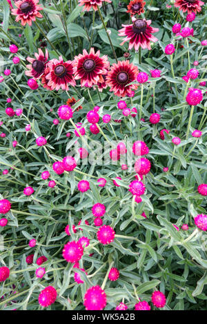Purple flower bed, combination colors, Globe Amaranth Gomphrena haageana, Rudbeckia 'Cherry Brandy' Stock Photo