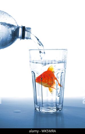 goldfish in glass of water showing challenge or creativity concept