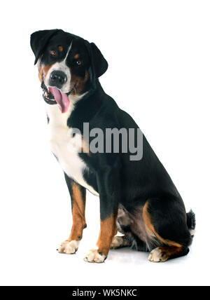 Appenzeller Sennenhund in front of white background Stock Photo