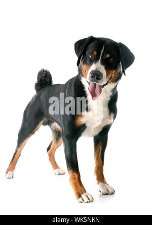 Appenzeller Sennenhund in front of white background Stock Photo