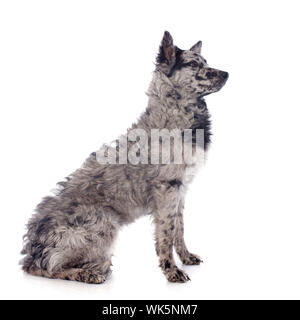 mudi shepherd in front of white background Stock Photo