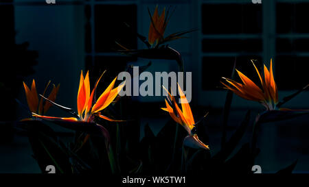 Close-up Of Orange Flowers Blooming At Night