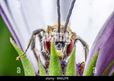 Beautiful insect in high magnification over a purple flower Stock Photo