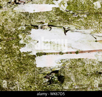 Tree bark macro with a rasped space. Wood background photograph Stock Photo