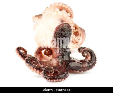 Two Delicious Smoked Octopuses Full Body isolated on white background Stock Photo