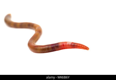 Animal earthworm on white background Stock Photo