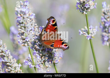 A beautiful peacock butterfly Aglais io resting on english lavender in a cottage garden