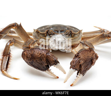 Chinese crab isolated on white background Stock Photo