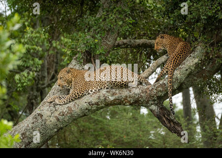 Two leopards lie looking down from tree Stock Photo