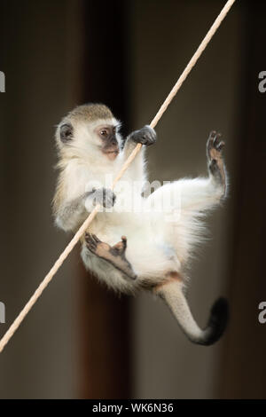 A vervet monkey clings on to the guy rope of a tent with its forepaws while desperately trying to reach it with its feet. It has brown eyes, a black f Stock Photo