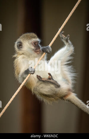 Vervet monkey almost falls from tent rope Stock Photo