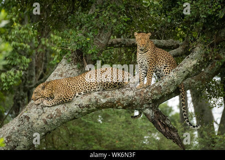 Two leopards sit and lie on branch Stock Photo
