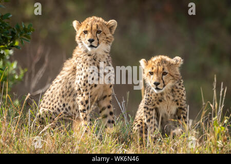 Two cheetah cubs sit staring in grass Stock Photo