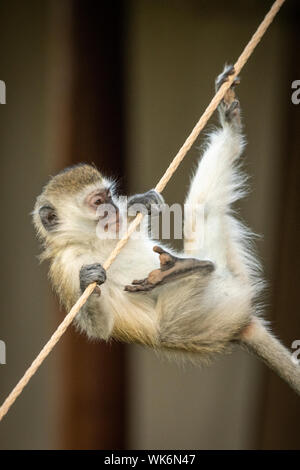 Vervet monkey tries to climb tent rope Stock Photo