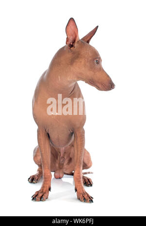 peruvian dog in front of white background Stock Photo