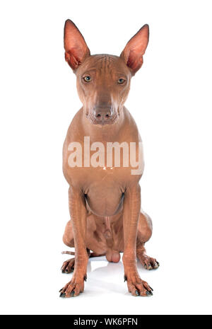 peruvian dog in front of white background Stock Photo