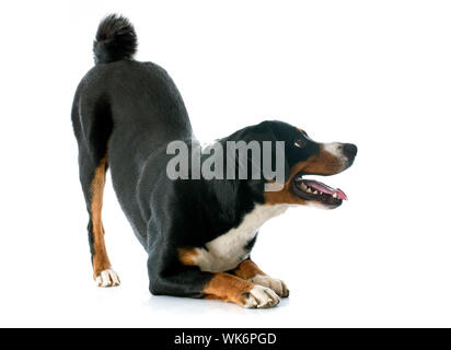 Appenzeller Sennenhund in front of white background Stock Photo