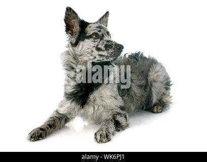 mudi shepherd in front of white background Stock Photo