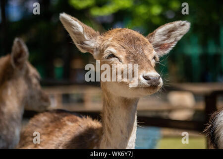 Beautiful fallow deer in zoo, piedmont, Italy Stock Photo