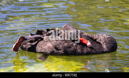 Beautiful lonely black swan on lake Stock Photo
