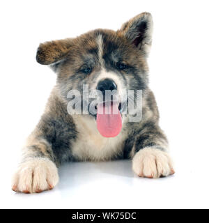 puppy akita inu in front of white background Stock Photo