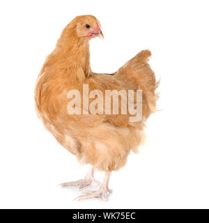 Orpington chicken in front of white background Stock Photo