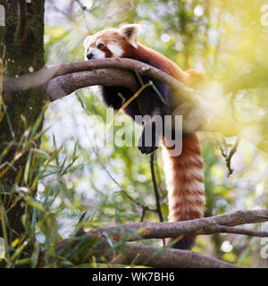 Red panda (Ailurus fulgens, lit. 'shining cat') Stock Photo