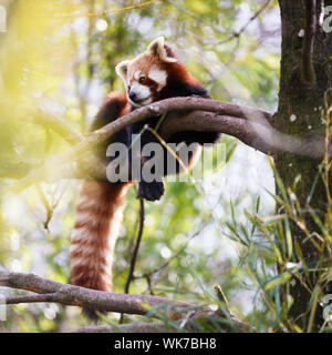 Red panda (Ailurus fulgens, lit. 'shining cat') Stock Photo