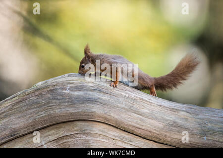 Red Squirrel on Brownsea Island, Dorset. Walking on curved grey tree trunk. Stock Photo