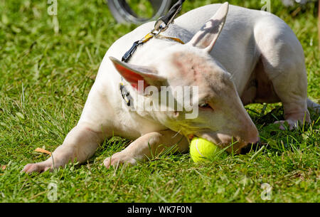 White Bull Terrier is a sporting breed of dog.It was bred in England as a fighting breed. Stock Photo