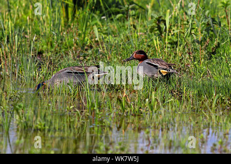Eurasian green-winged teal in nuptial plumage Stock Photo