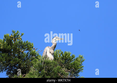 grey heron perching at the top of a tree looking at a fly or bee flying by Stock Photo