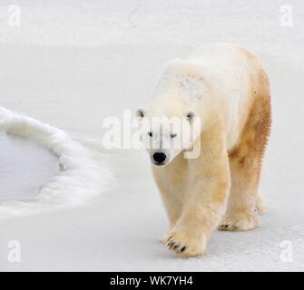 Polar bear in a native habitat. Snow. A frost. Winter. Stock Photo