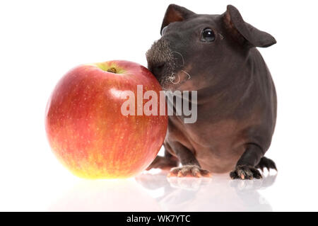 Black skinny guinea pig with vegetable cake. Fice years old Stock Photo