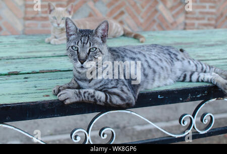 Grey cat and yellow kitten lying on a wooden table in the countryside Stock Photo