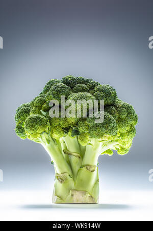 Fresh broccoli laid vertically on an abstract blue background Stock Photo