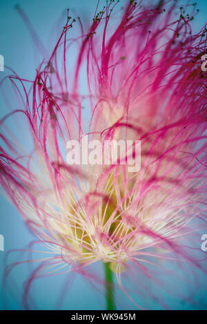 Close up of a pink persian silk tree or mimosa tree (Albizia julibrissin) flower Stock Photo