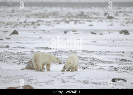 Meeting. Two polar bears have met and sniff each other. Tundra in snow. A blizzard. Stock Photo