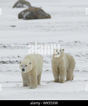 Two polar bears. Two polar bears go on snow-covered tundra one after another.It is snowing. Stock Photo