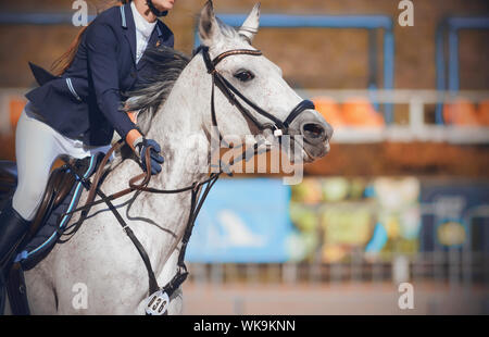 The rider gallops quickly and briskly on the gray horse and pats its neck, encouraging its actions. Stock Photo