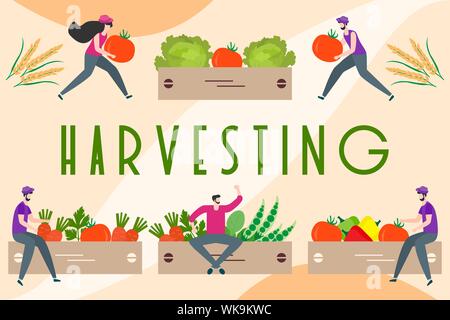 Vector illustration with people harvesting vegetables, boxes, harvesting inscription. Harvesting, agricultural work. Fall Harvest Fest design. Design Stock Vector