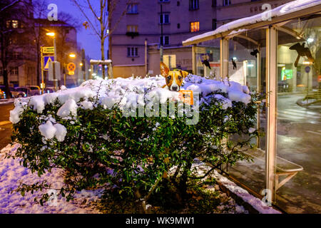 A warning sign about dog poo poking out the top of a snow-capped hedge at night time, Vienna 2018 Stock Photo